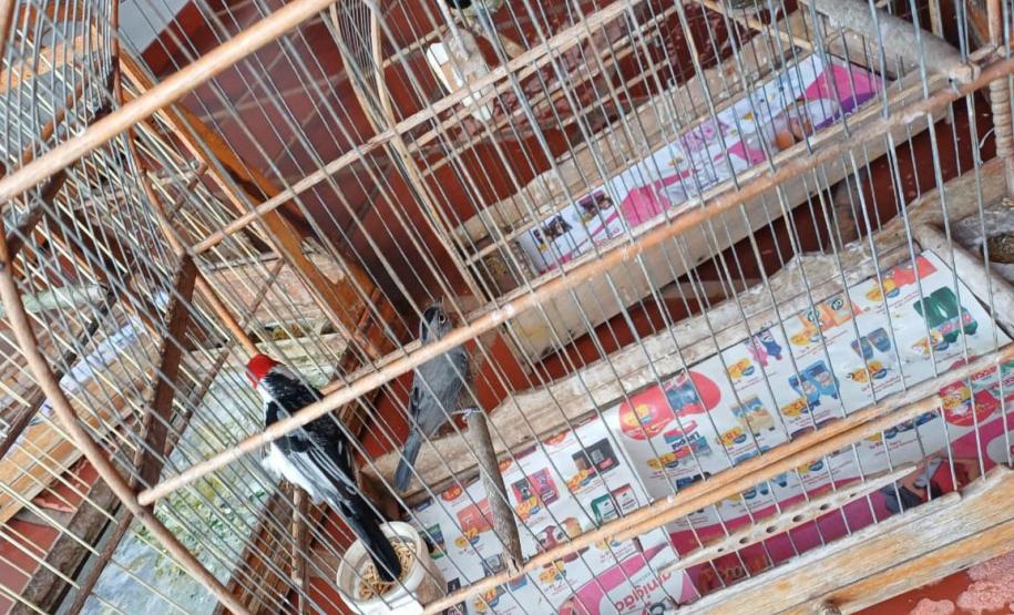 IAT apreendeu 11 pássaros criados de maneira irregular em Umuarama, no Noroeste do Paraná