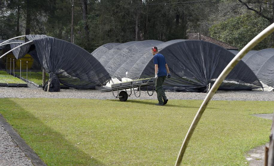 Paraná Mais Verde versão 2025 terá o início da reestruturação dos viveiros e laboratórios de sementes administrados pelo IAT