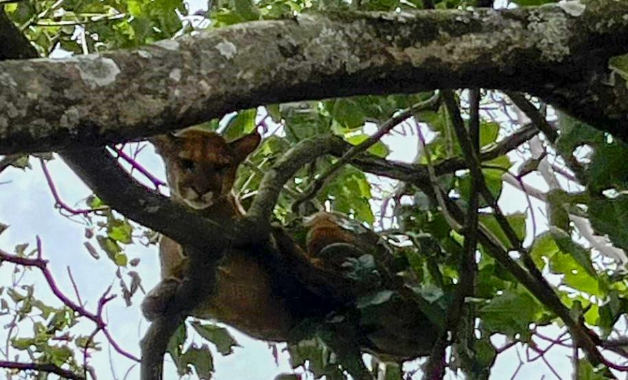 Onça-parda resgatada pelo IAT na região Noroeste do Paraná passará por tratamento veterinário antes de retornar à natureza.