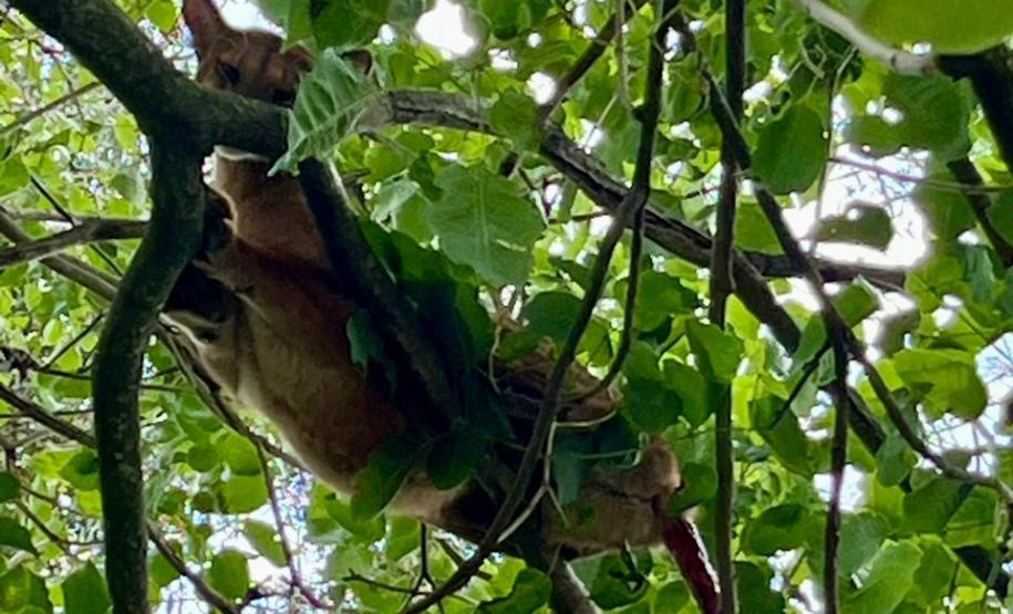 Onça-parda resgatada pelo IAT na região Noroeste do Paraná passará por tratamento veterinário antes de retornar à natureza.