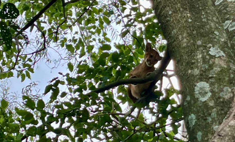 Onça-parda resgatada pelo IAT na região Noroeste do Paraná passará por tratamento veterinário antes de retornar à natureza.