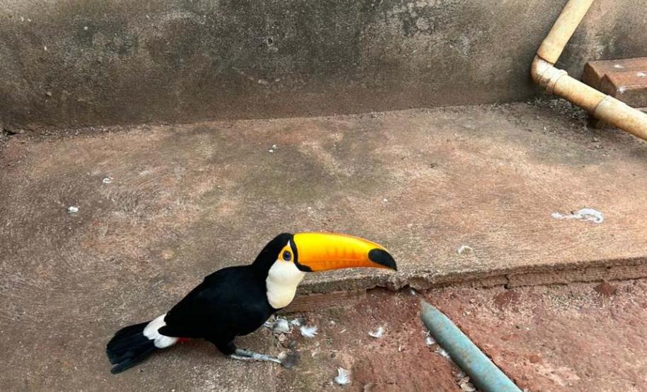 IAT fecha 2024 com 3.735 atendimentos à fauna silvestre no Paraná