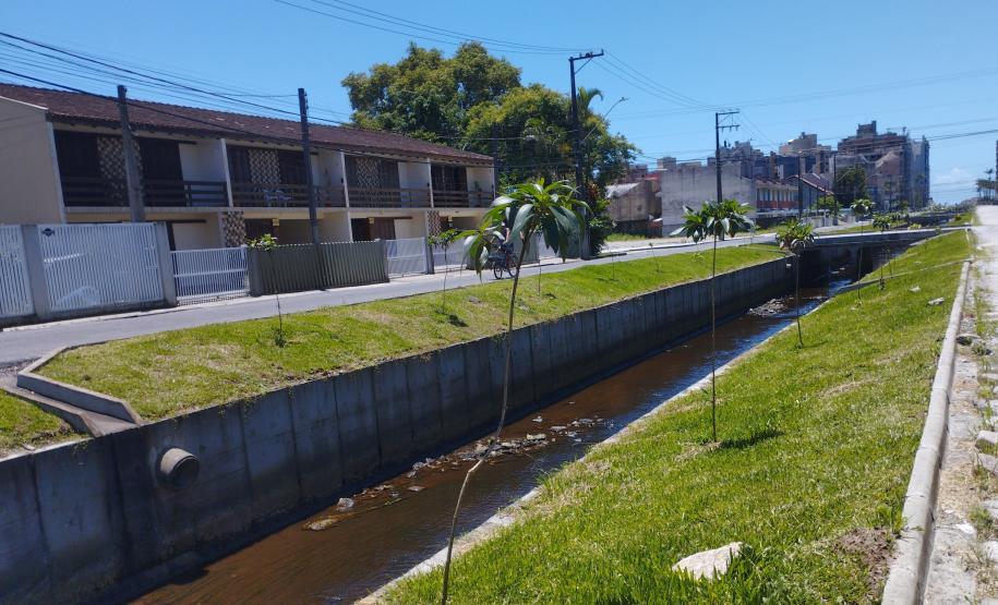 Matinhos: IAT finaliza reflorestamento do Canal da Avenida Paraná com 576 manacás-da-serra