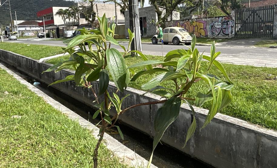 Matinhos: IAT finaliza reflorestamento do Canal da Avenida Paraná com 576 manacás-da-serra