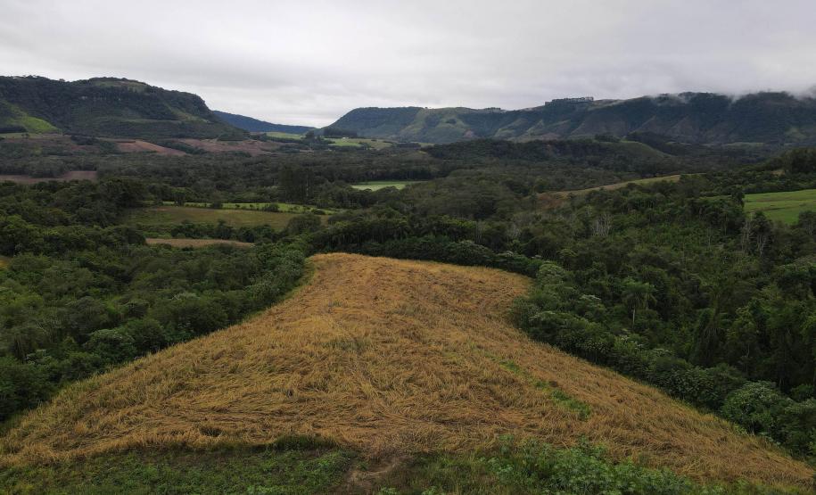 Com rigor na fiscalização, Paraná aumentou o número de multas por desmatamento ilegal