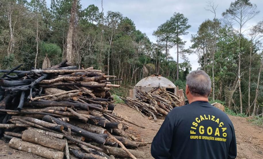 Com rigor na fiscalização, Paraná aumentou o número de multas por desmatamento ilegal