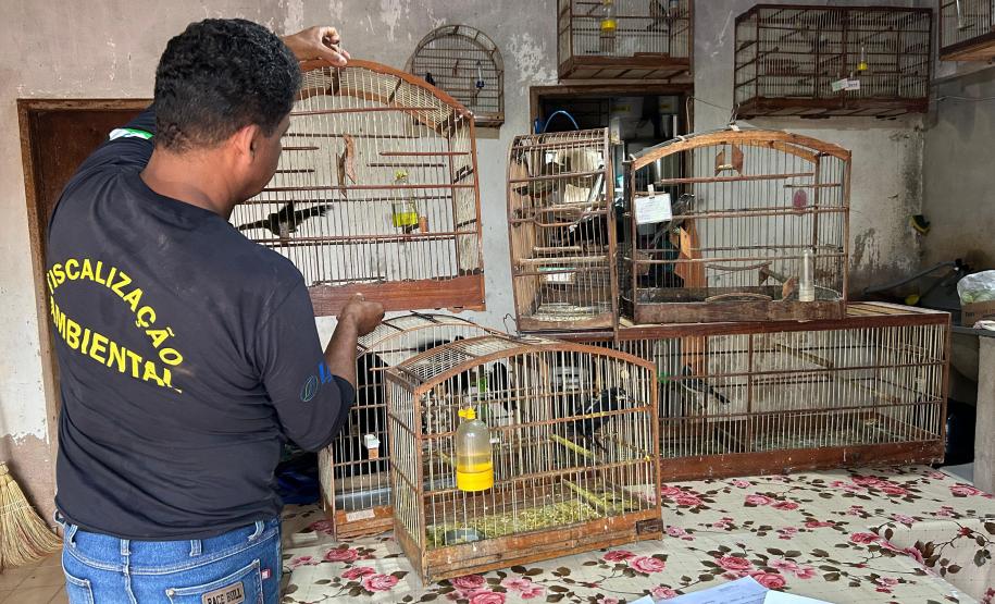 Aves resgatadas foram encaminhadas para o viveiro florestal do IAT de Umuarama.