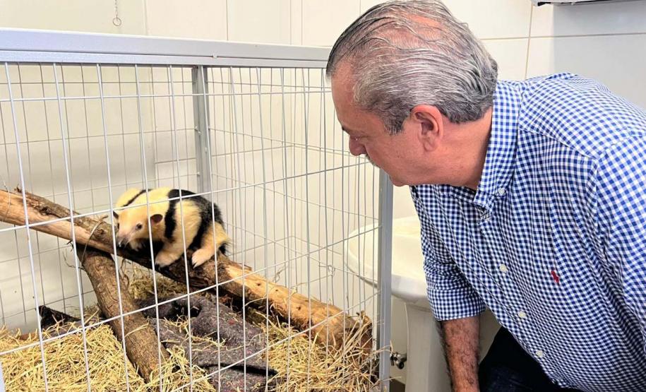 IAT fecha 2024 com 3.735 atendimentos à fauna silvestre no Paraná