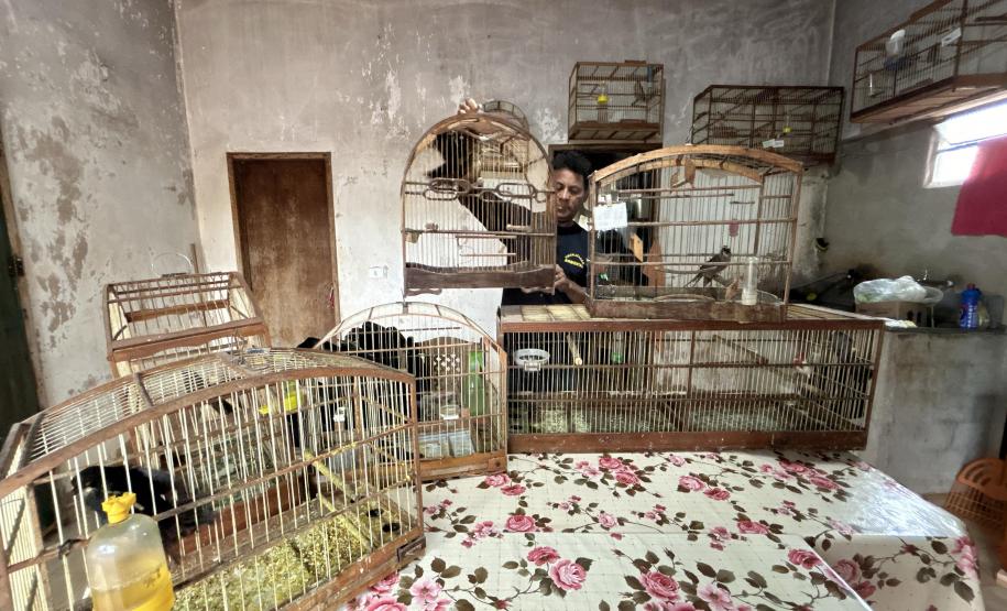 Aves resgatadas foram encaminhadas para o viveiro florestal do IAT de Umuarama.