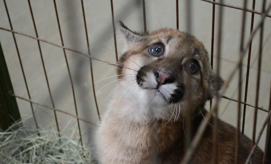 IAT fecha 2024 com 3.735 atendimentos à fauna silvestre no Paraná
