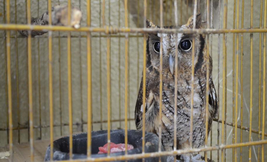 IAT fecha 2024 com 3.735 atendimentos à fauna silvestre no Paraná