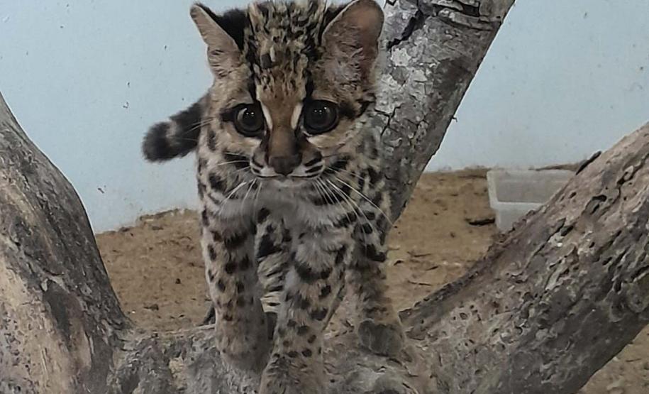 IAT fecha 2024 com 3.735 atendimentos à fauna silvestre no Paraná