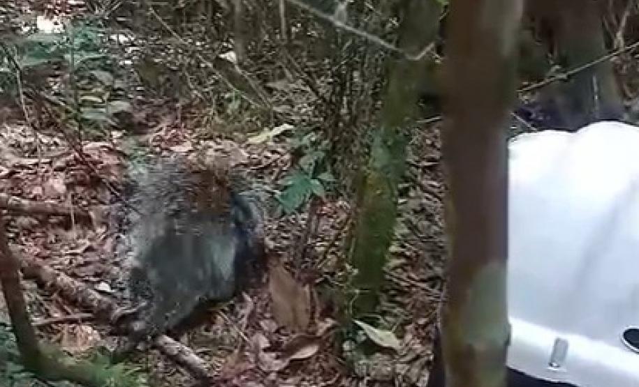 Porco-espinho resgatado.