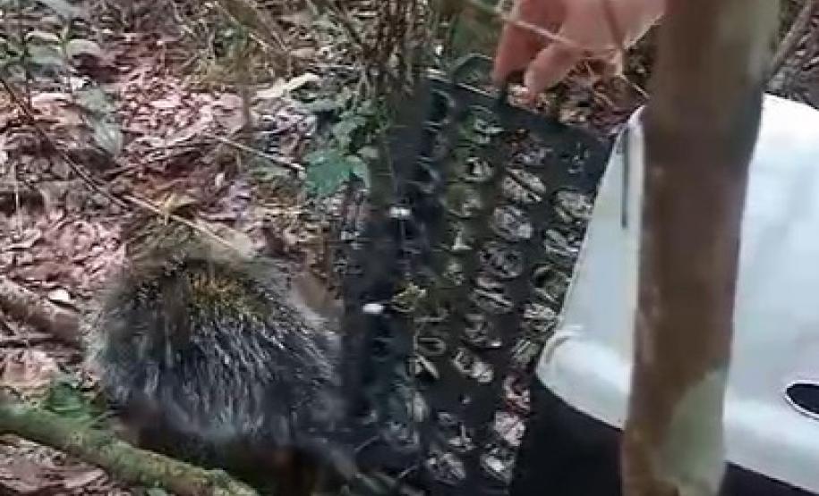 Porco-espinho resgatado.