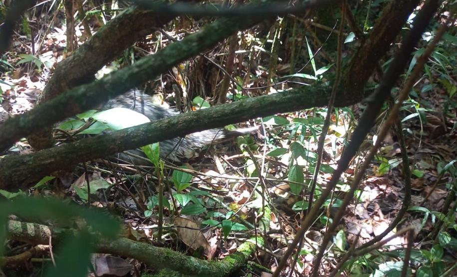 Porco-espinho resgatado.