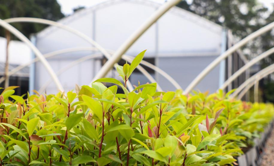 Paraná já liberou quase R$ 600 milhões em recursos da indenização da Petrobras para aplicar em projetos ambientais