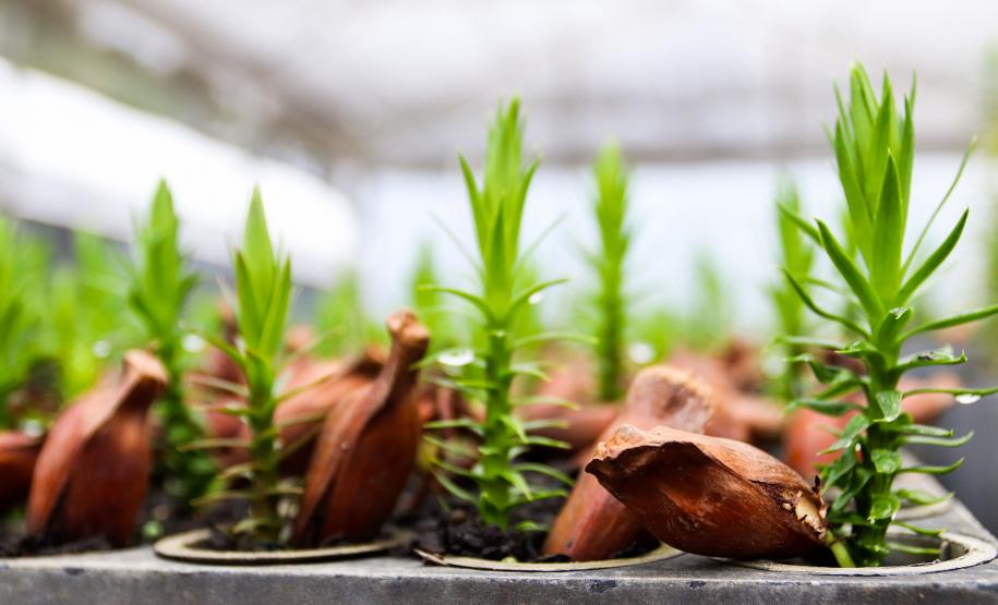 Paraná já liberou quase R$ 600 milhões em recursos da indenização da Petrobras para aplicar em projetos ambientais