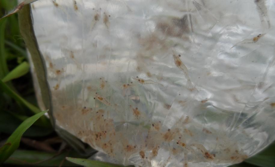 Preservação ambiental: defeso do camarão começa nesta terça-feira no Paraná