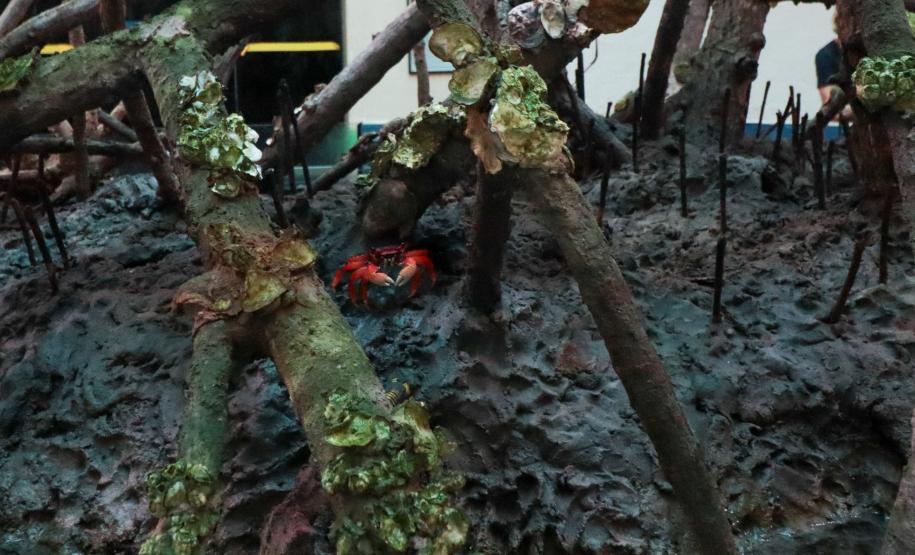 Aquário Marinho de Paranaguá opção em dias de chuva na temporada de verão