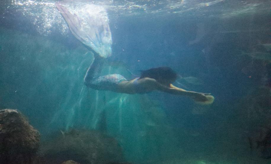 Aquário Marinho de Paranaguá opção em dias de chuva na temporada de verão