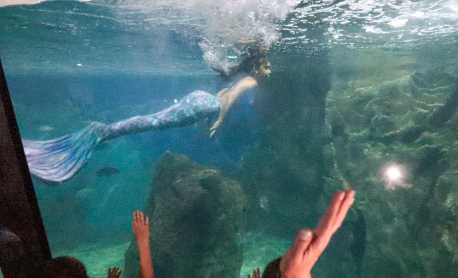 Aquário Marinho de Paranaguá opção em dias de chuva na temporada de verão