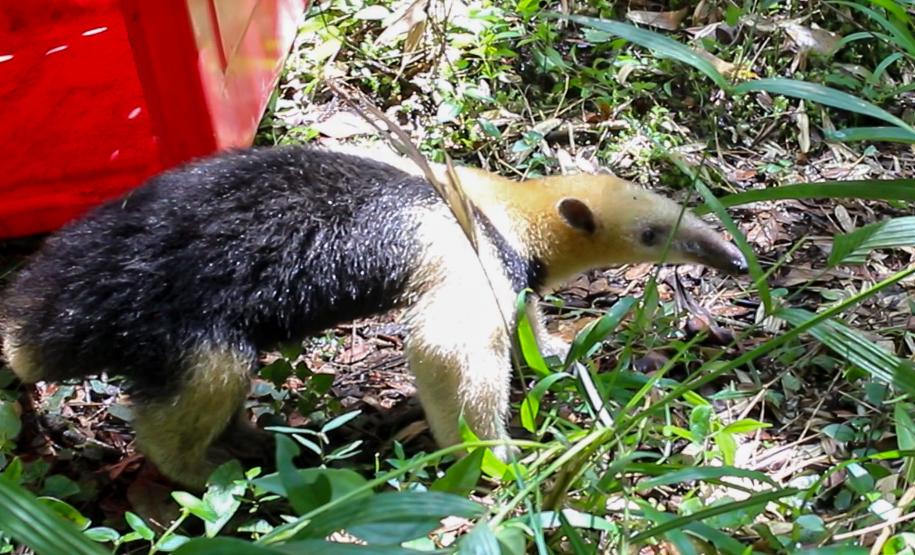 Equipe do IAT devolve tamanduá mirim à natureza