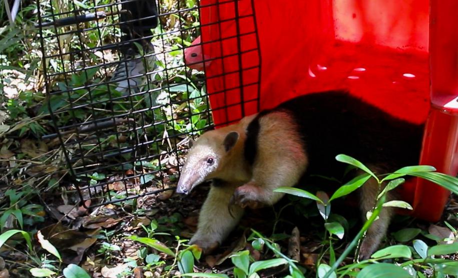 Equipe do IAT devolve tamanduá mirim à natureza