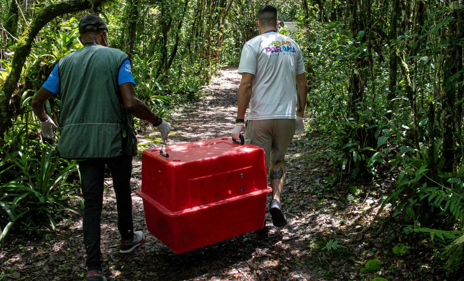 Equipe do IAT devolve tamanduá mirim à natureza