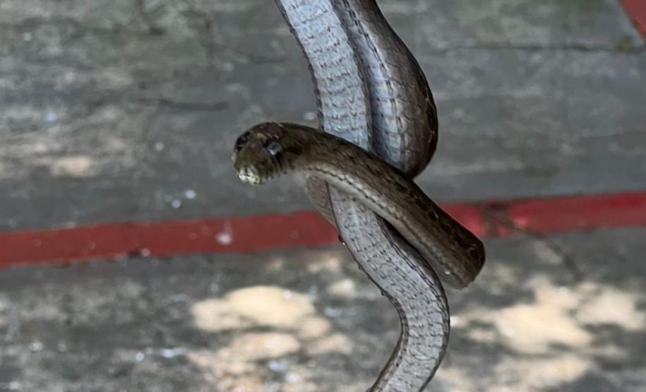 Espécies da fauna silvestre que foram atendidos pelo IAT em parceria com a prefeitura de Toledo, no Oeste do Paraná