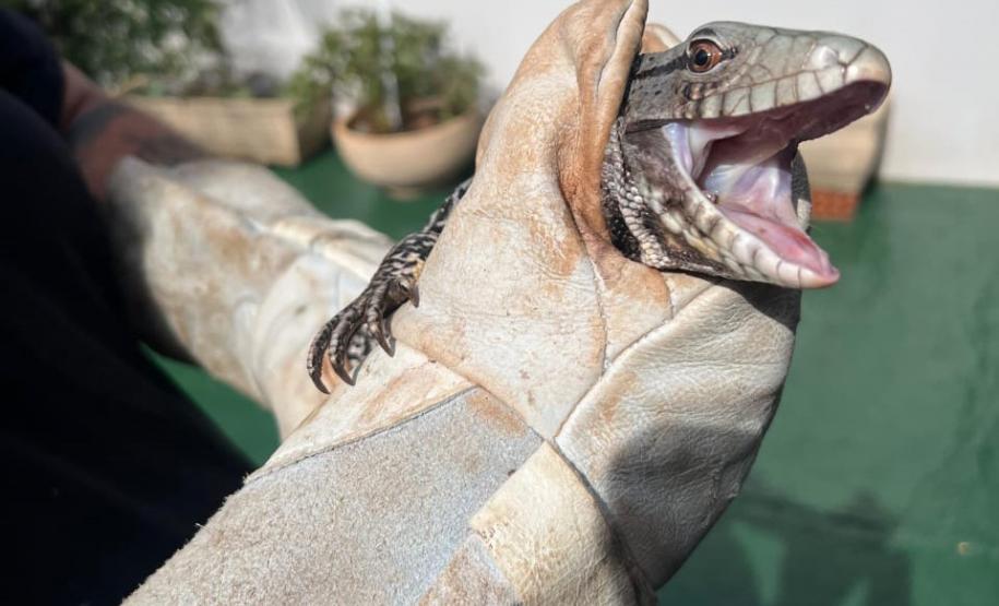 Espécies da fauna silvestre que foram atendidos pelo IAT em parceria com a prefeitura de Toledo, no Oeste do Paraná