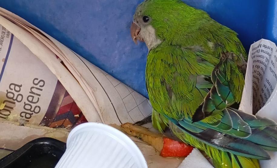 Espécies da fauna silvestre que foram atendidos pelo IAT em parceria com a prefeitura de Toledo, no Oeste do Paraná