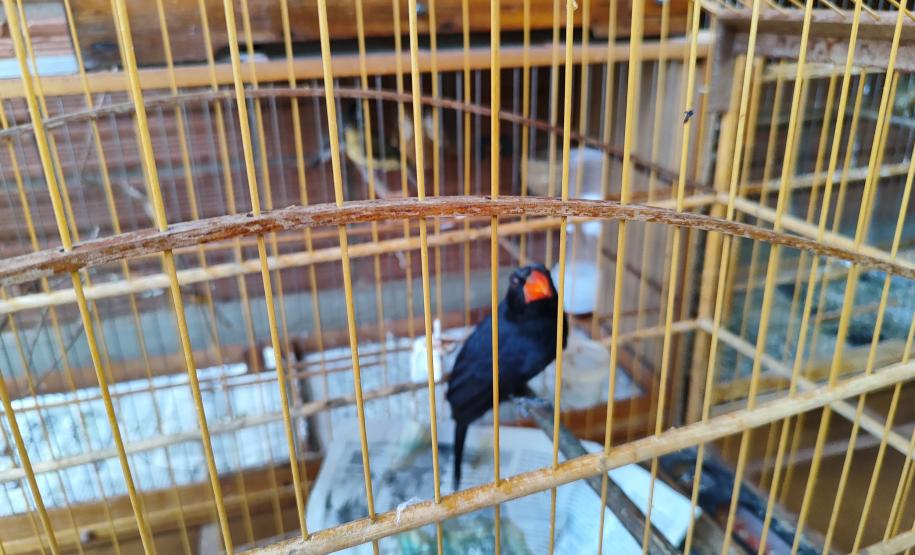 IAT apreendeu cativeiro com 33 aves irregulares em Paranavaí, no Noroeste do Paraná