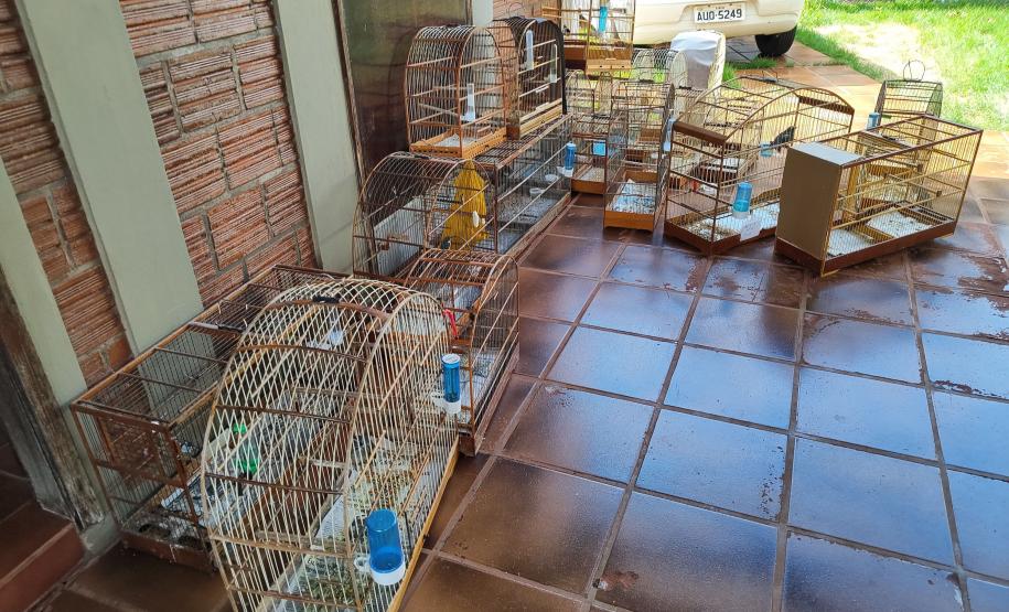 IAT apreendeu cativeiro com 33 aves irregulares em Paranavaí, no Noroeste do Paraná