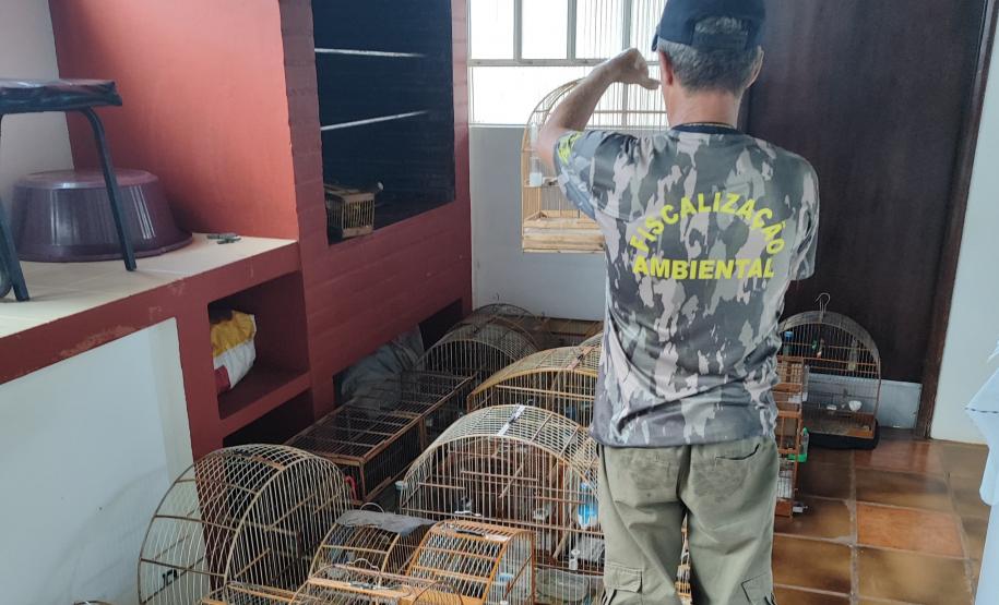 IAT apreendeu cativeiro com 33 aves irregulares em Paranavaí, no Noroeste do Paraná