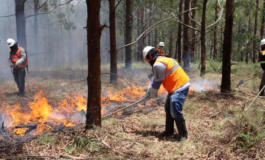 Voluntários podem se inscrever para curso de brigadista florestal