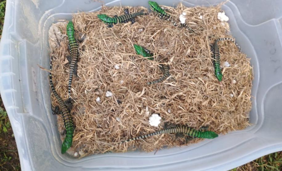 Filhotes de lagarto-teiú devolvidos à natureza nesta sexta-feira (31), no Litoral do Paraná, por técnicos do Instituto Água e Terra (IAT)