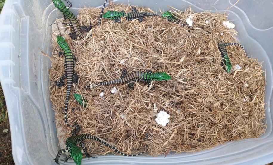 Filhotes de lagarto-teiú devolvidos à natureza nesta sexta-feira (31), no Litoral do Paraná, por técnicos do Instituto Água e Terra (IAT)