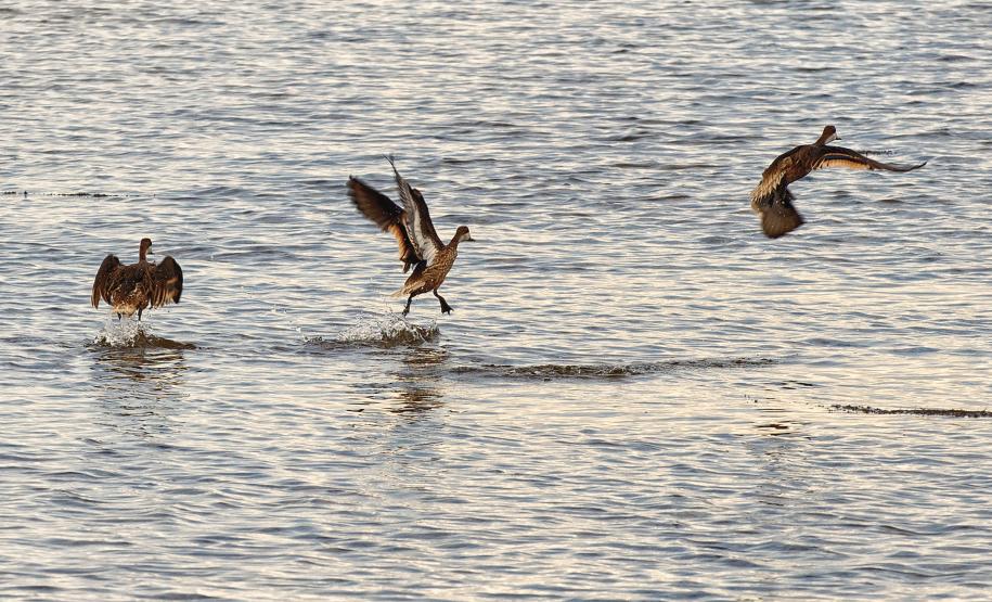 Grupo com dez pessoas participou da primeira edição do projeto Passarinhar Paraná, nesta sexta-feira (24), na Ilha do Mel