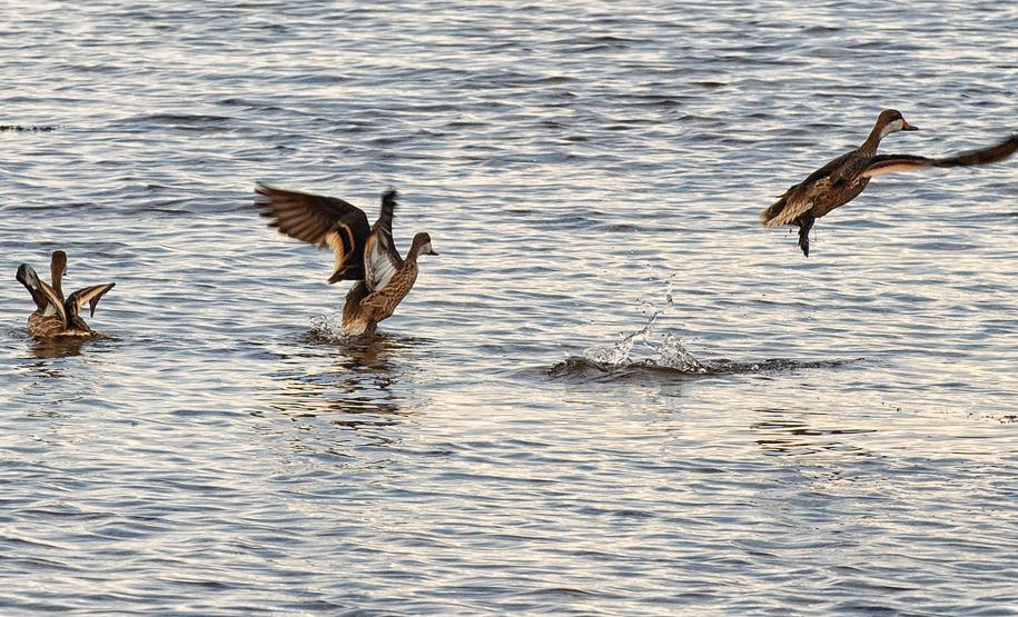 Grupo com dez pessoas participou da primeira edição do projeto Passarinhar Paraná, nesta sexta-feira (24), na Ilha do Mel
