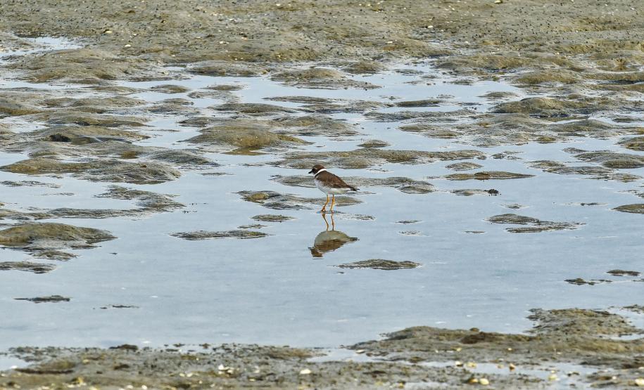Grupo com dez pessoas participou da primeira edição do projeto Passarinhar Paraná, nesta sexta-feira (24), na Ilha do Mel