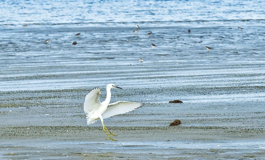Grupo com dez pessoas participou da primeira edição do projeto Passarinhar Paraná, nesta sexta-feira (24), na Ilha do Mel