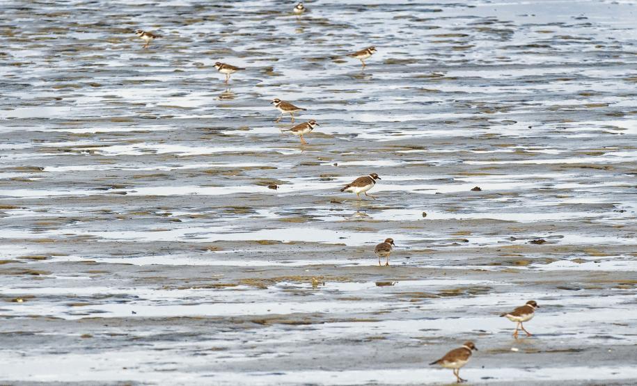 Grupo com dez pessoas participou da primeira edição do projeto Passarinhar Paraná, nesta sexta-feira (24), na Ilha do Mel