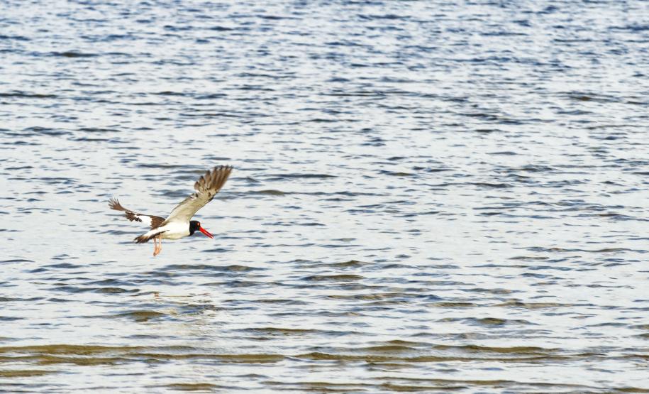 Grupo com dez pessoas participou da primeira edição do projeto Passarinhar Paraná, nesta sexta-feira (24), na Ilha do Mel