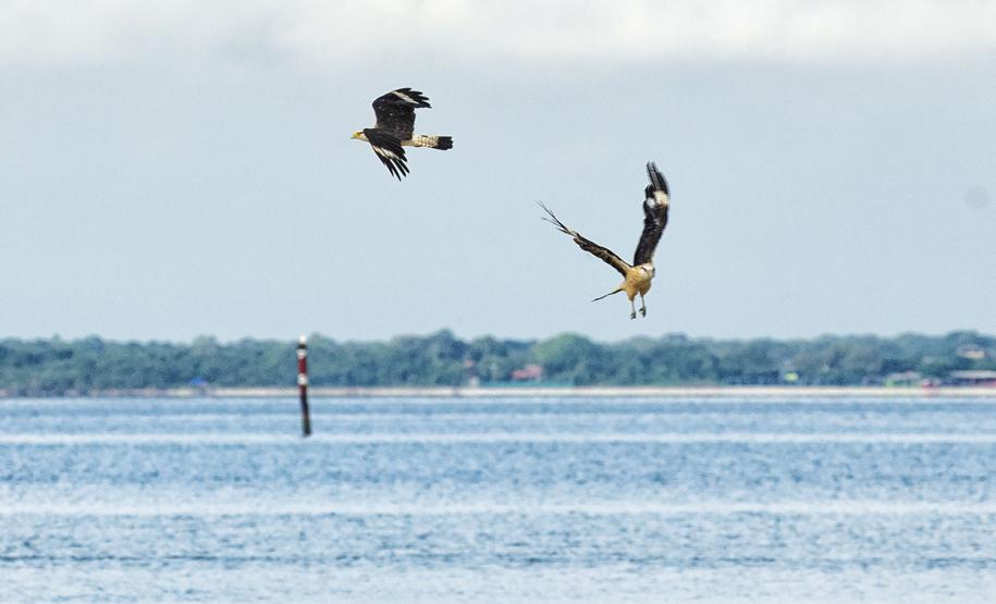 Grupo com dez pessoas participou da primeira edição do projeto Passarinhar Paraná, nesta sexta-feira (24), na Ilha do Mel