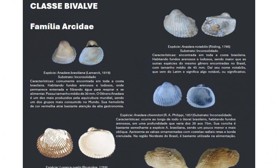 Cartilha educativa desenvolvida pelo Estado em parceria com universidades e empresas responsáveis pela revitalização da Orla de Matinhos destaca a importância das conchas no Litoral do Paraná.