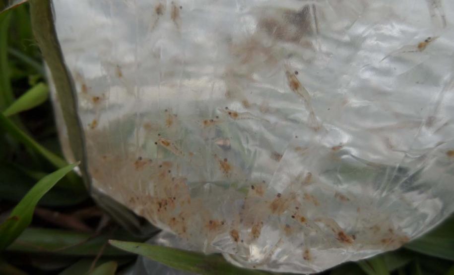 Pesca de camarões é liberada nas baías do Litoral; proibição em mar aberto continua