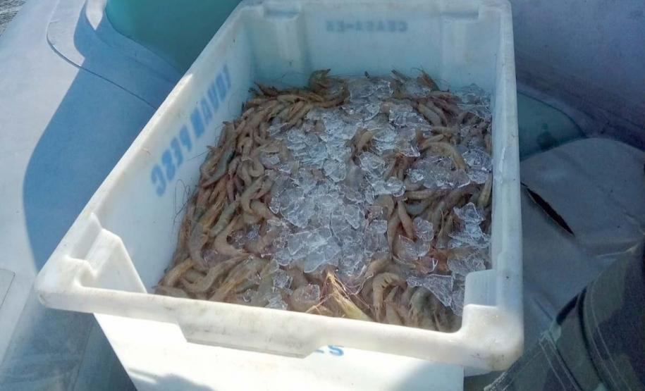 Pesca de camarões é liberada nas baías do Litoral; proibição em mar aberto continua