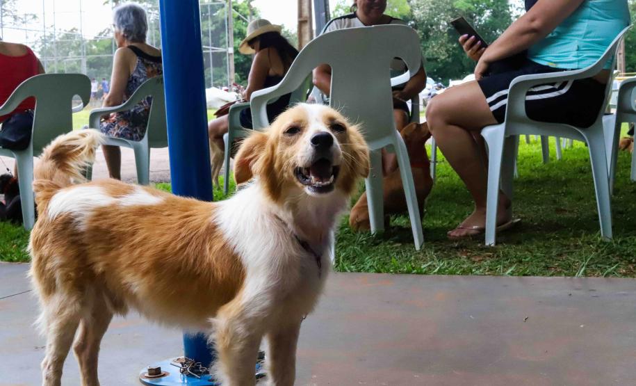Programa CastraPet Paraná vai atender animais de 35 municípios do Estado em fevereiro