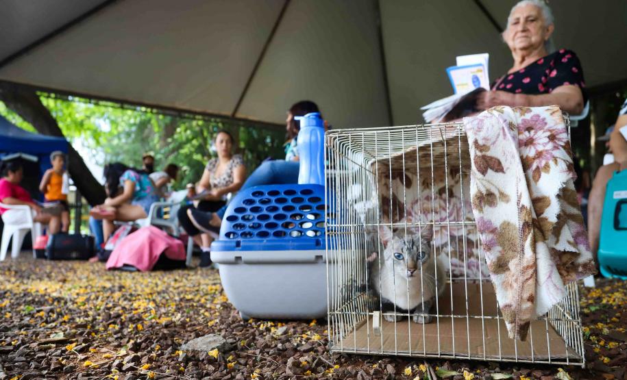 Programa CastraPet Paraná vai atender animais de 35 municípios do Estado em fevereiro