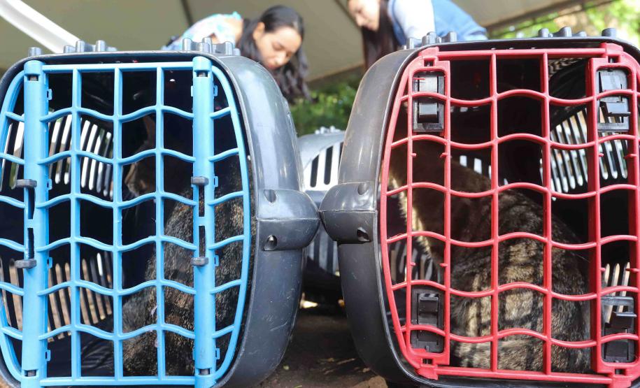 Programa CastraPet Paraná vai atender animais de 35 municípios do Estado em fevereiro